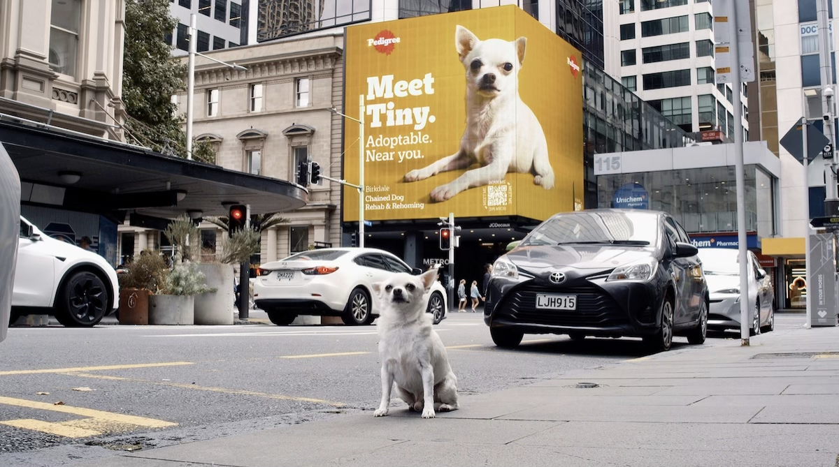 Campaña Adoptable de Pedigree